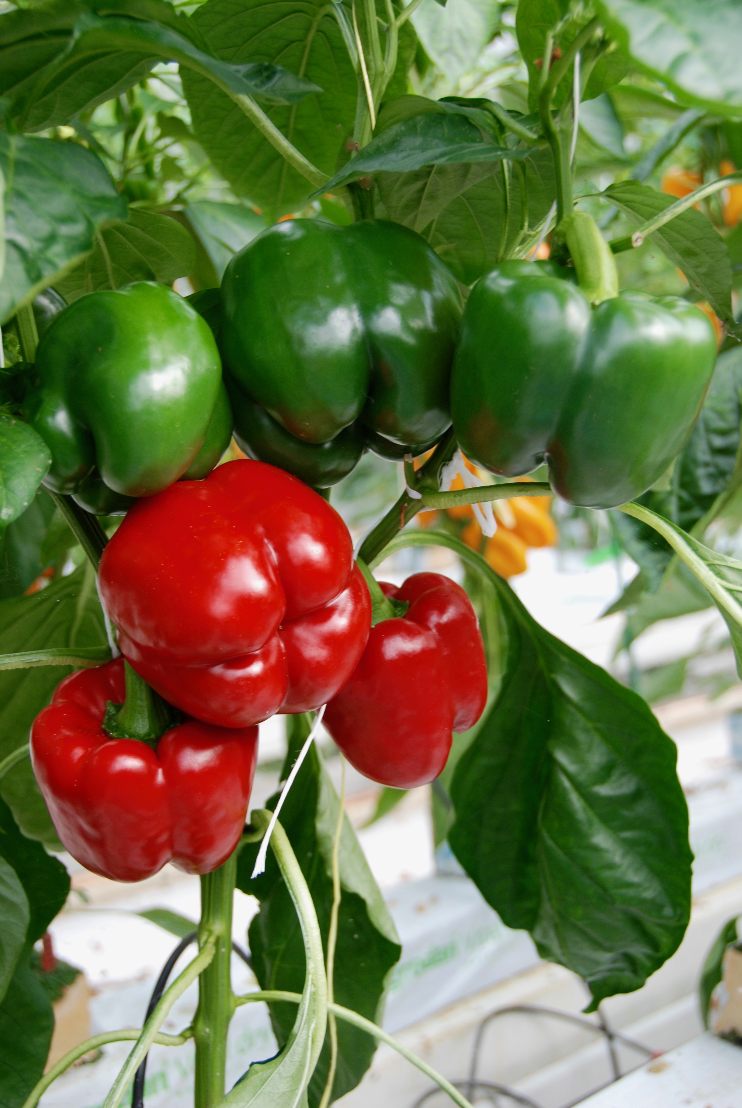 Dutch Genetics Pepper Seeds - Blocky Green